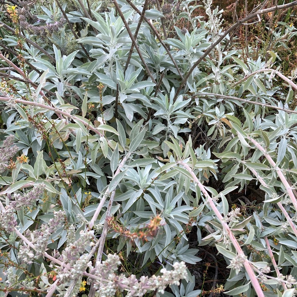White Sage Smudge Stick 10” Organic - Picture 6 of 16